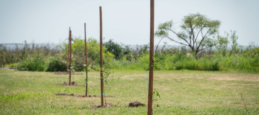 En el marco de la COP26, San Isidro fue elegido para plantar árboles