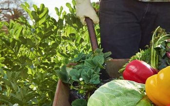 Banco Nación presentó líneas de créditos para pequeños productores de la economía social y agricultura familiar