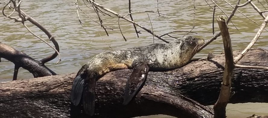 Prefectura Naval rescató a un lobo marino en el río Paraná de las Palmas