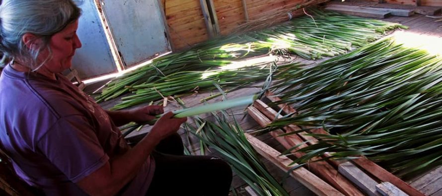 Corte de totora, construcción y alfarería en Punta Querandí