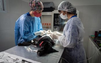 ¿Dónde castrar y vacunar a tu mascota esta semana en San Isidro?