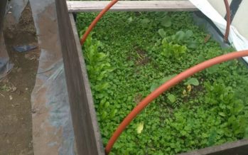 Huerta de verano: pautas para tener alimentos frescos