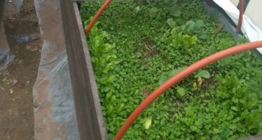 Huerta de verano: pautas para tener alimentos frescos