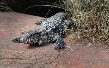 El lagarto overo: la especie nativa que se hace presente en los barrios cerrados de Pilar