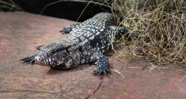 El lagarto overo: la especie nativa que se hace presente en los barrios cerrados de Pilar