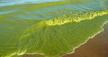 Abierta la inscripción al curso sobre gestión integral de cianobacterias