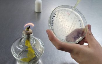 Aislaron una bacteria que “come” hidrocarburos y es capaz de producir bioplásticos