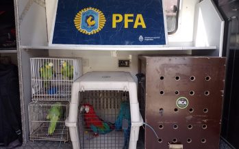 Beccar: la Policía Federal rescató a diez aves en peligro de extinción