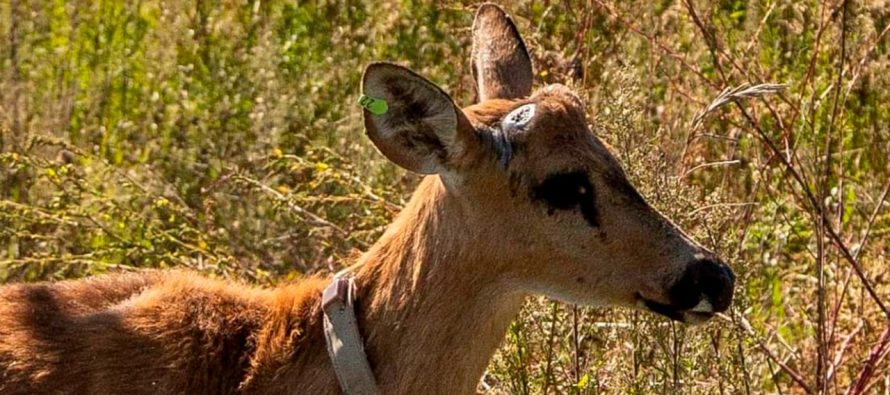 Ambiente liberó un ciervo de los pantanos en el Delta del Paraná