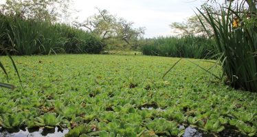 ¿Cuál es la relación entre las plantas nativas y la fauna silvestre?