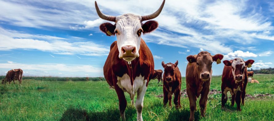 El consumo de carne artificial podría reducir el calentamiento global
