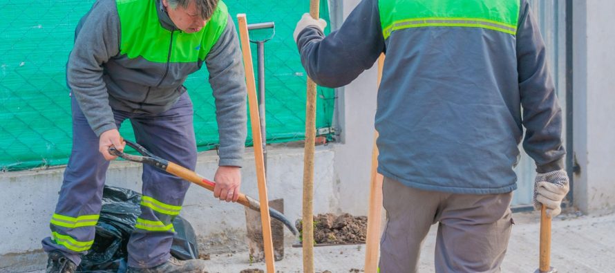 San Fernando continúa plantando árboles en distintos barrios