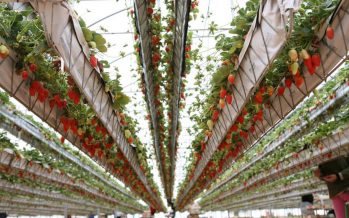 Producen por primera vez frutillas con Hidroponía, un nuevo sistema de cultivo