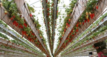 Producen por primera vez frutillas con Hidroponía, un nuevo sistema de cultivo