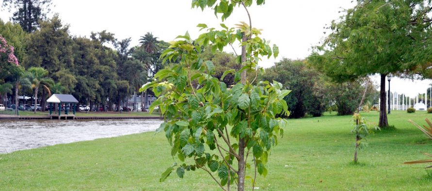 En tres años de gestión, Tigre plantó más de 5 mil árboles nativos