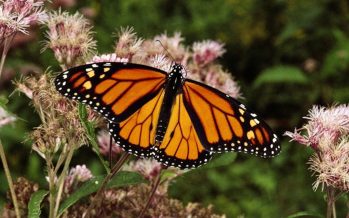 La Mariposa Monarca en peligro de extinción