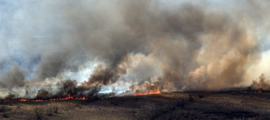 Continúan varios focos de incendios en el Delta del Paraná
