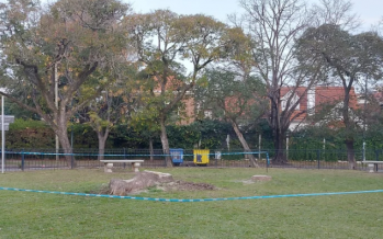 El municipio de San Isidro taló dos ombúes que habían sido replantaciones evocativas del «Ombú de la Esperanza”