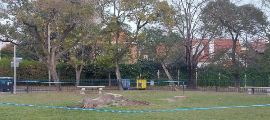 El municipio de San Isidro taló dos ombúes que habían sido replantaciones evocativas del «Ombú de la Esperanza”