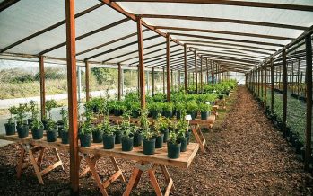 Escobar: abrió el segundo Vivero de Plantas Nativas