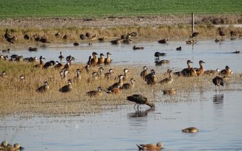 La Provincia de Buenos Aires realizó un relevamiento de fauna autóctona