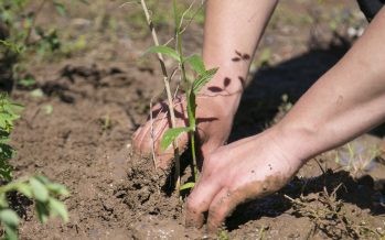 Nueva jornada de plantación de especies nativas en la Costa de Vicente López