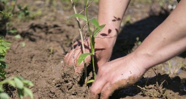 Nueva jornada de plantación de especies nativas en la Costa de Vicente López