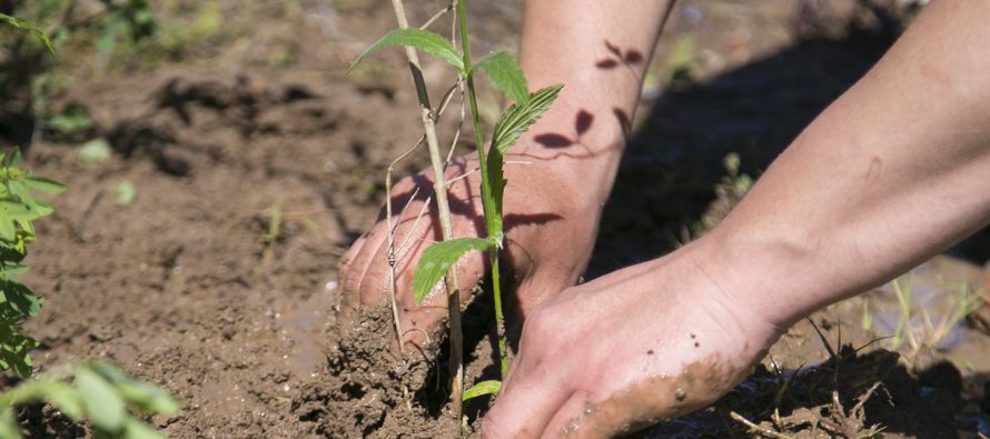 Nueva jornada de plantación de especies nativas en la Costa de Vicente López