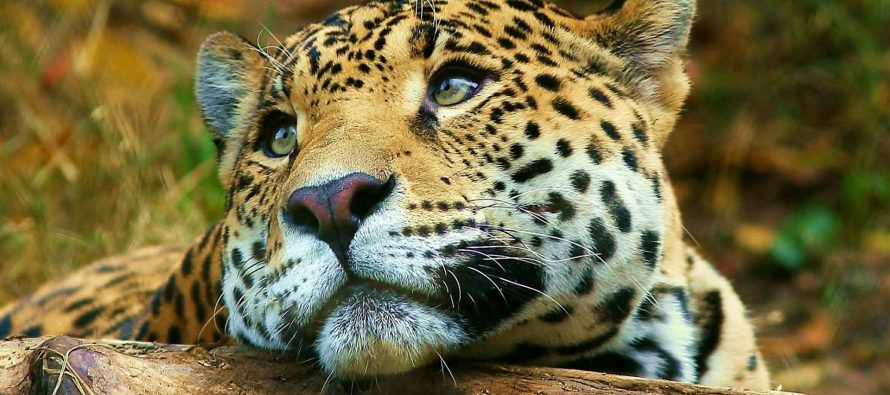 Apenas quedan 250 ejemplares de yaguaretés en nuestro país