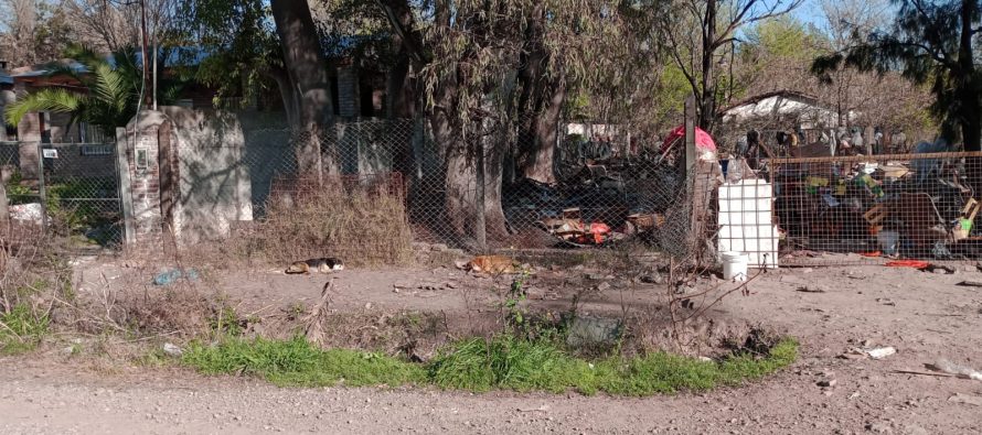 Protección de animales: cincuenta perros fueron rescatados en Escobar
