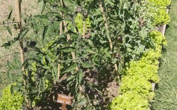 Recomendaciones para gestionar la huerta en primavera