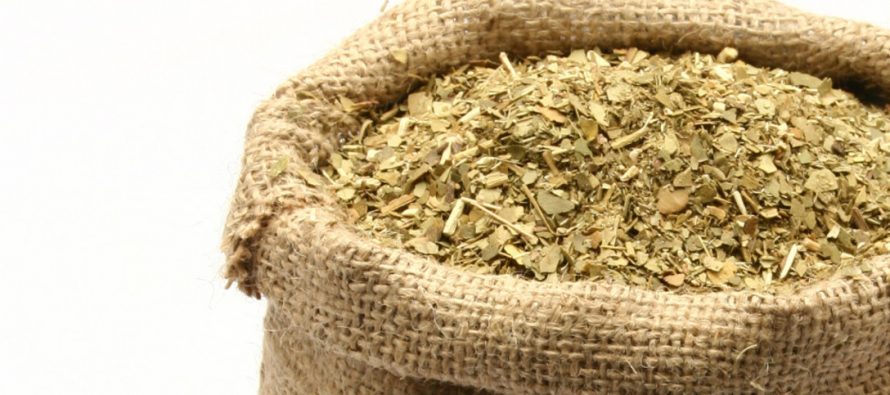 Descubren propiedades de la yerba mate que podrían ser preventivas del cáncer de próstata