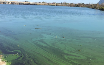 Cianobacterias: cuando el desequilibrio del ambiente enciende la señal de alerta