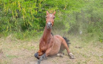 San Fernando: Liberaron al sexto caballo y entregaron una nueva moto eléctrica