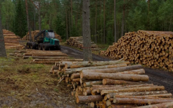 Sustentabilidad Forestal: qué se hizo y qué falta mejorar de cara a la Agenda 2030