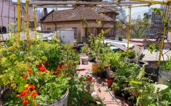Huerta urbana: ocho claves para producir alimentos todo el año
