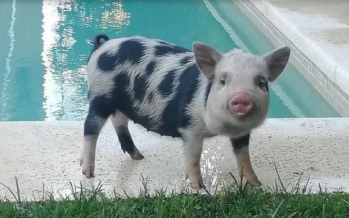 Tigre: Denuncian a un hombre por adoptar a una minipig para luego matarla y comerla