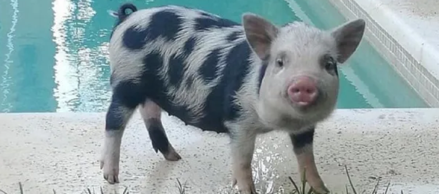 Tigre: Denuncian a un hombre por adoptar a una minipig para luego matarla y comerla