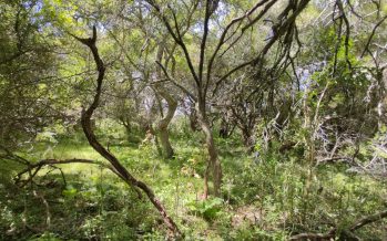 Se extiende el plazo para presentar Proyectos de Manejo y Conservación de Bosques Nativos de la Provincia