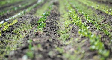 INTA presenta un nuevo curso virtual sobre agroecología