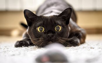 Día Internacional del Gato: ¿por qué se conmemora el 20 de febrero?