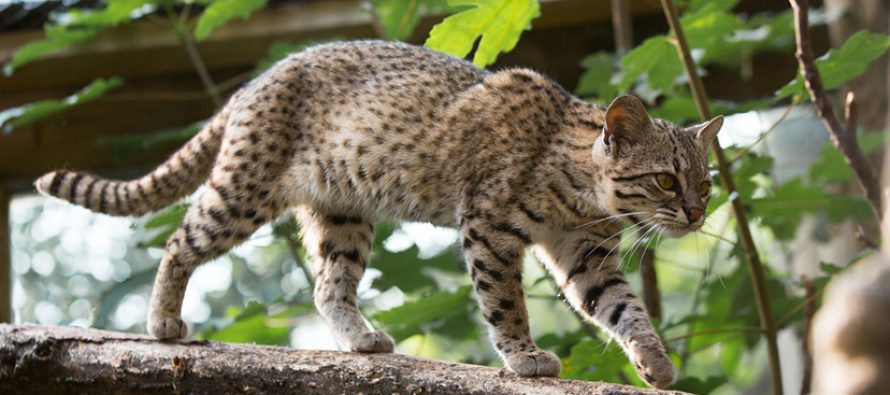 Un gato montés regresa a su hábitat tras la atención médica recibida por una fractura