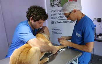 San Isidro: dónde serán los próximos operativos de zoonosis y castración