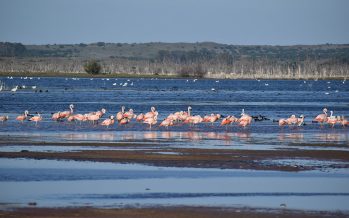 Humedales, los grandes «aliados» en la lucha contra el cambio climático