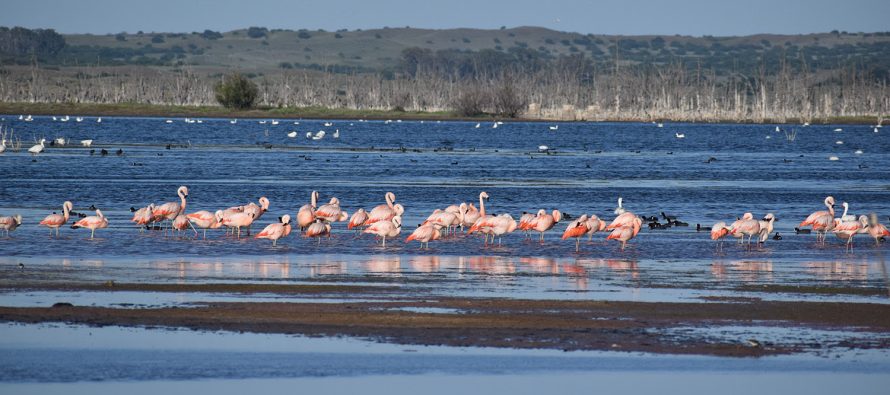 Humedales, los grandes «aliados» en la lucha contra el cambio climático