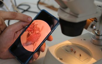 Estudian bioinsecticidas hechos con hongos como alternativa al uso de los agroquímicos
