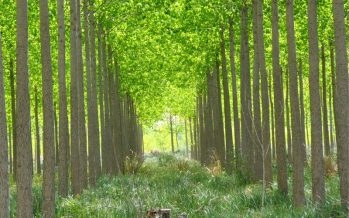 Los bosques son la solución natural frente al cambio climático