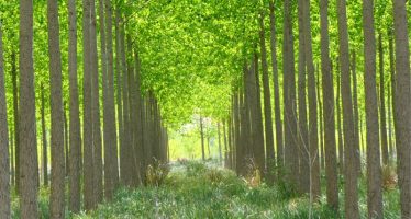 Los bosques son la solución natural frente al cambio climático
