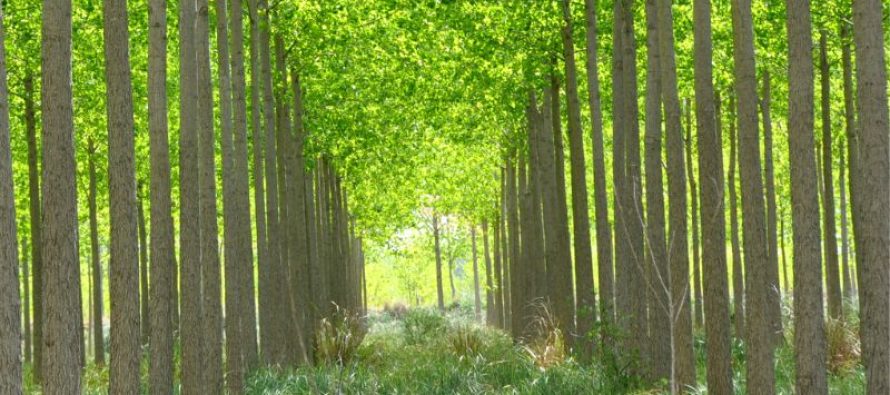 Ambiente lanzó la convocatoria 2026 para productores con predios con bosque nativo