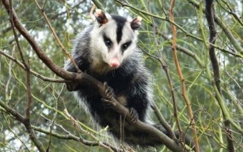 Zarigüeyas: mitos y verdades sobre estos animales